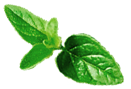 Holistic drop Leaf