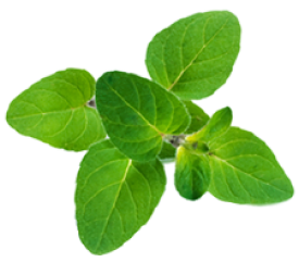 Leaf Holistic Drop